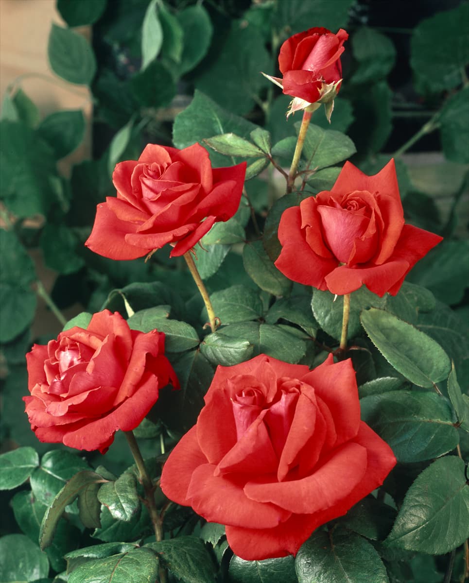 Rosa 'Christoph Columbus'® Edelrose 'Christoph Columbus'®
