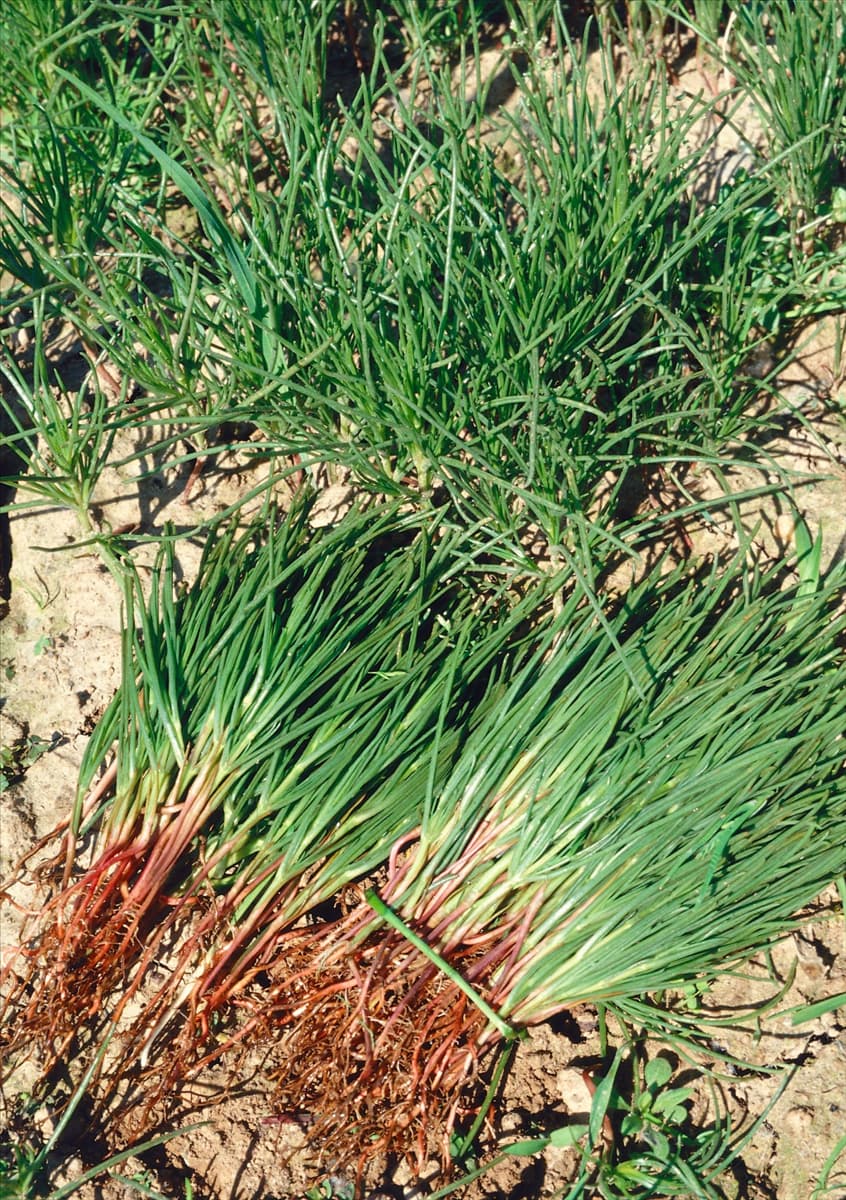 Salsola soda