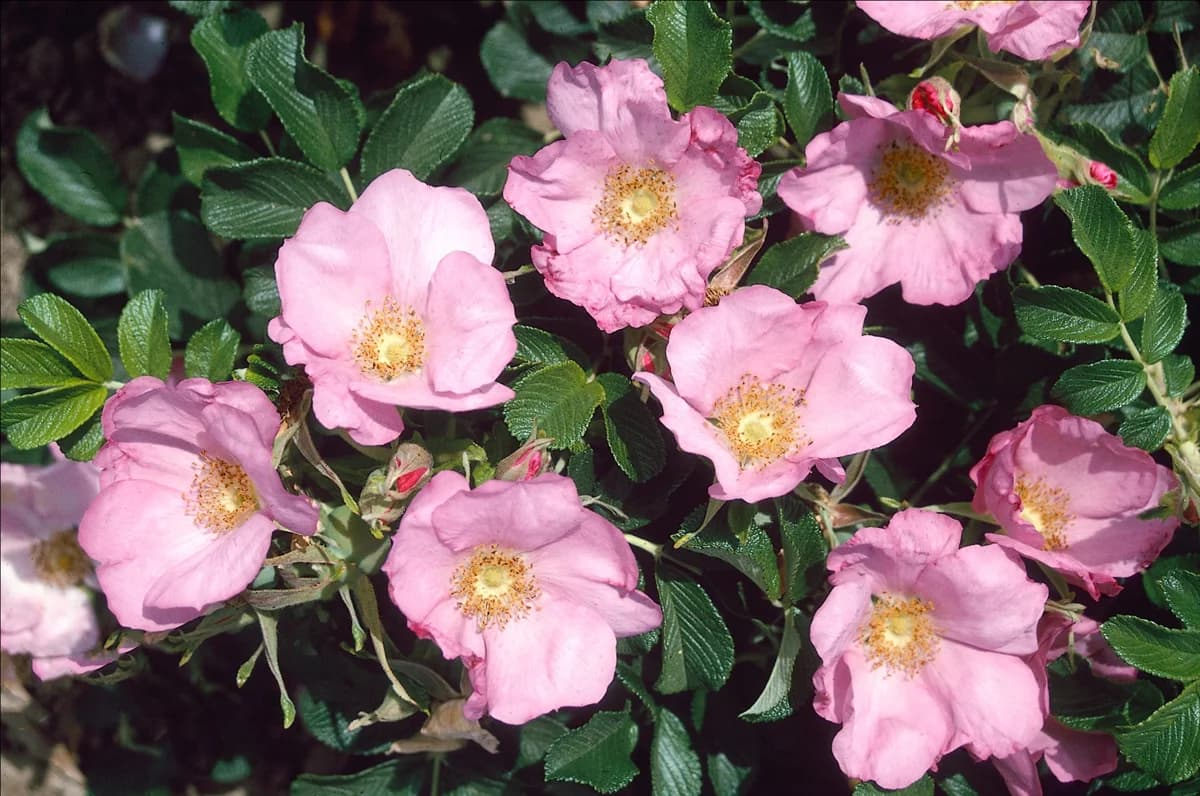 Rosa Frau Dagmar Hastrup