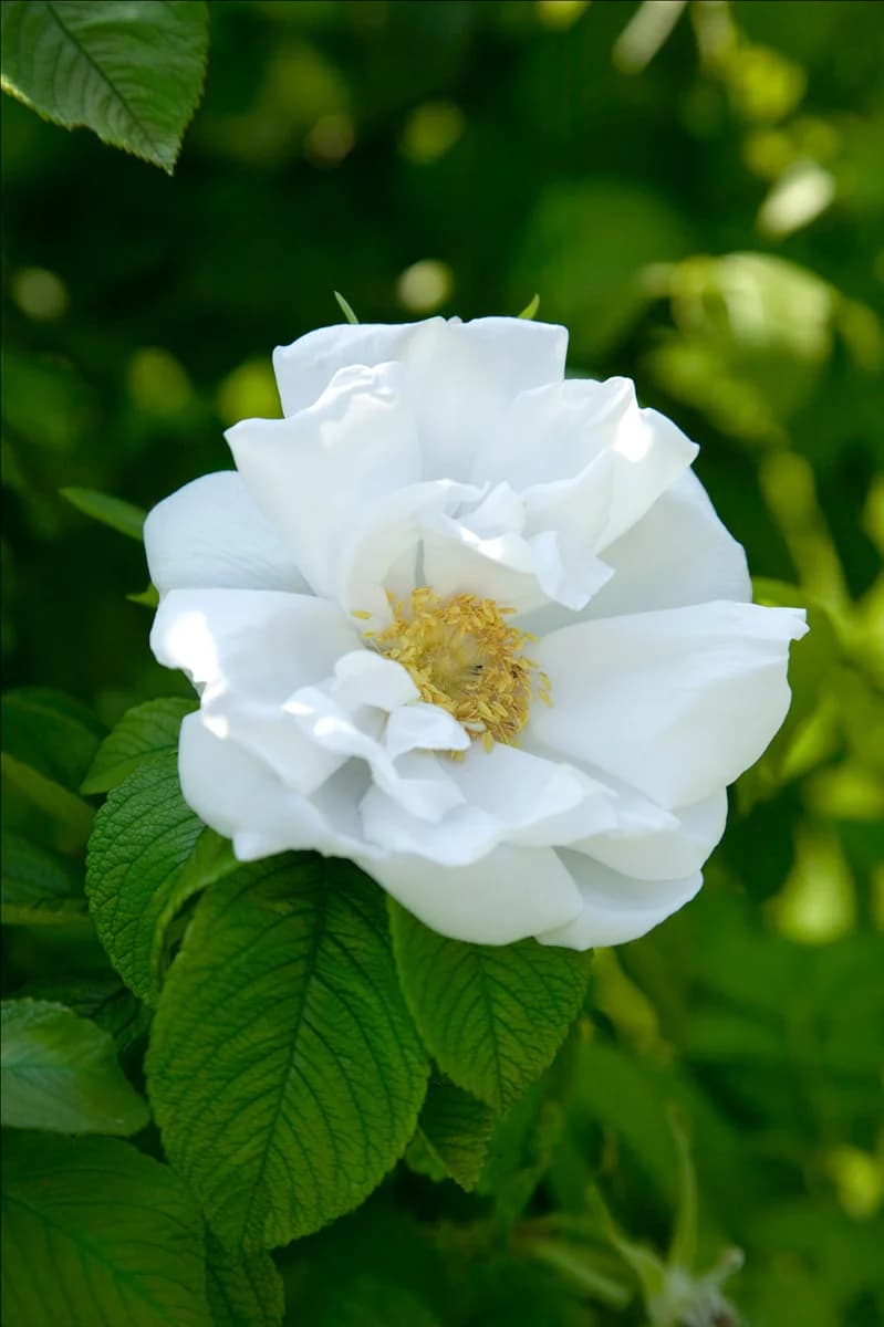 Rosa rugosa White Perfection
