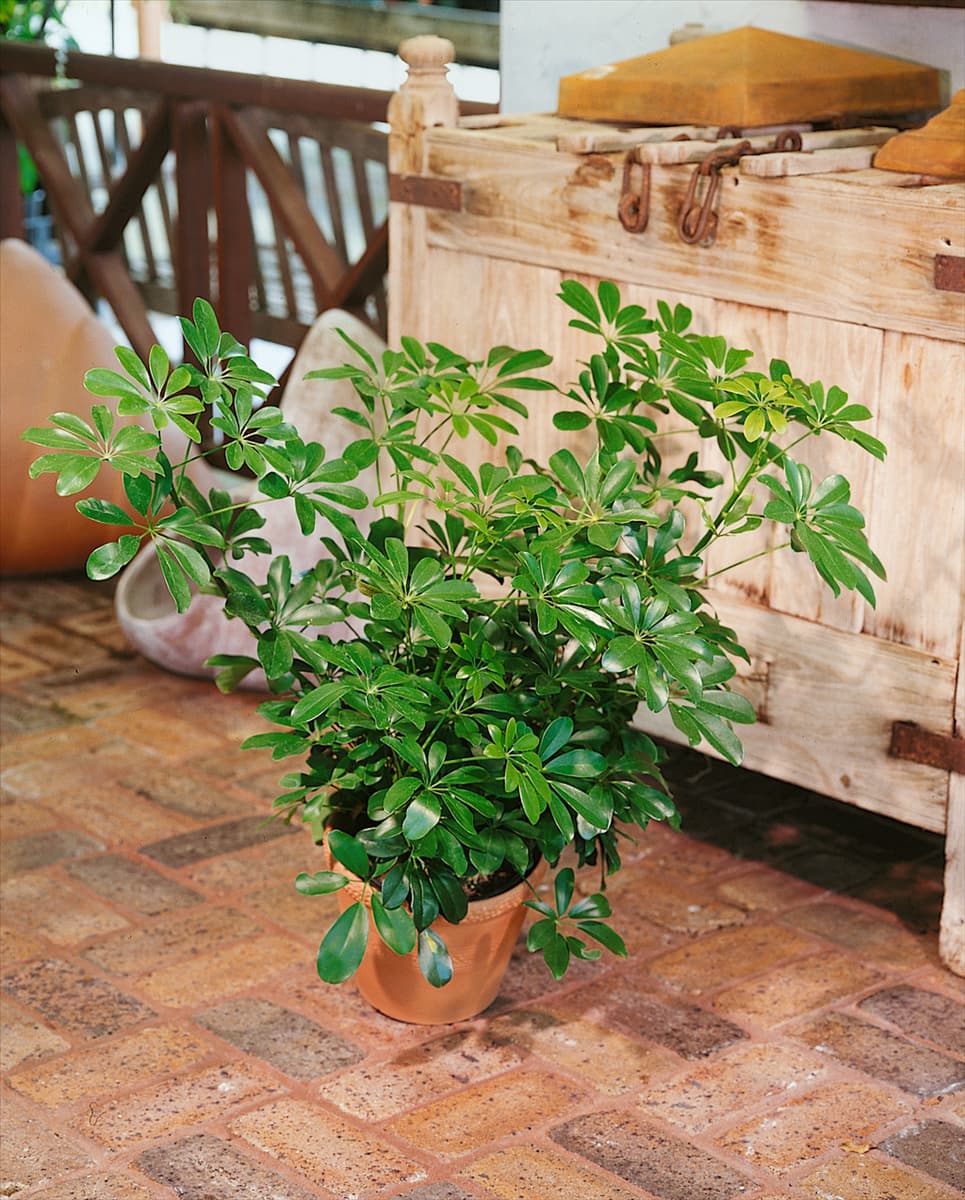 Schefflera arboricola