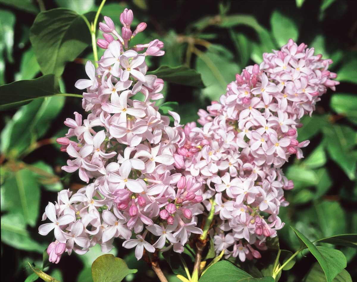 Syringa x hyacinthiflora Ester Staley