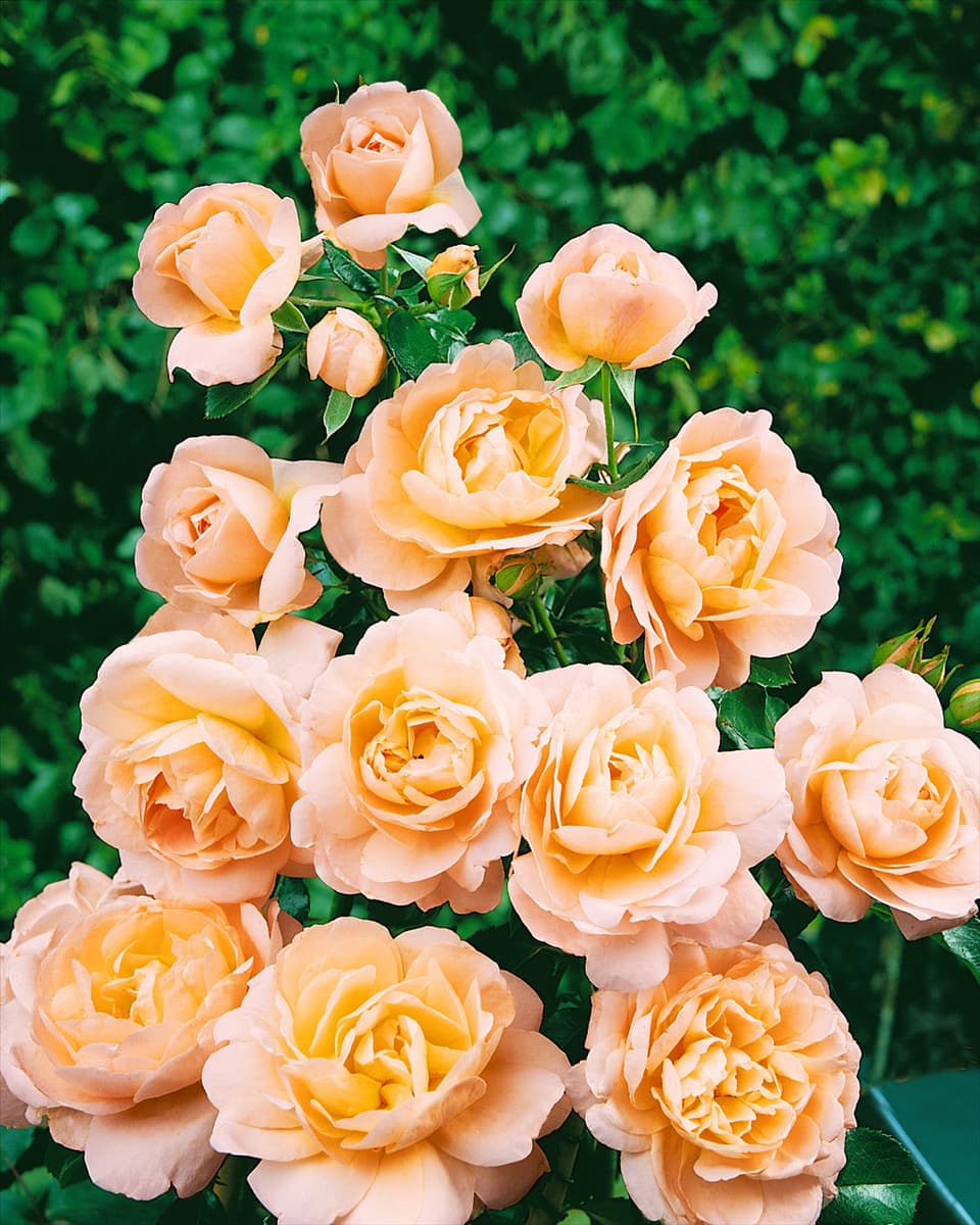 Rosa 'Crystal Palace'® Beetrose 'Crystal Palace'®