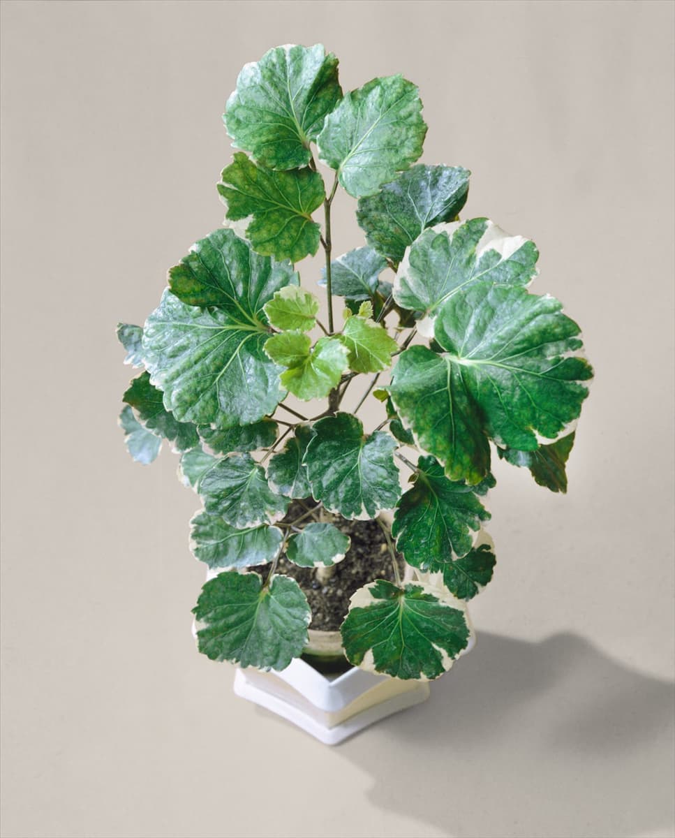 POLYSCIAS BALFOURIANA