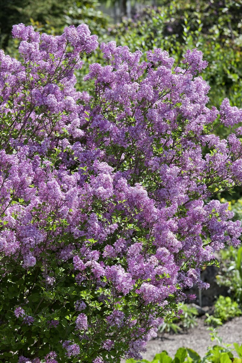 Syringa meyeri Palibin
