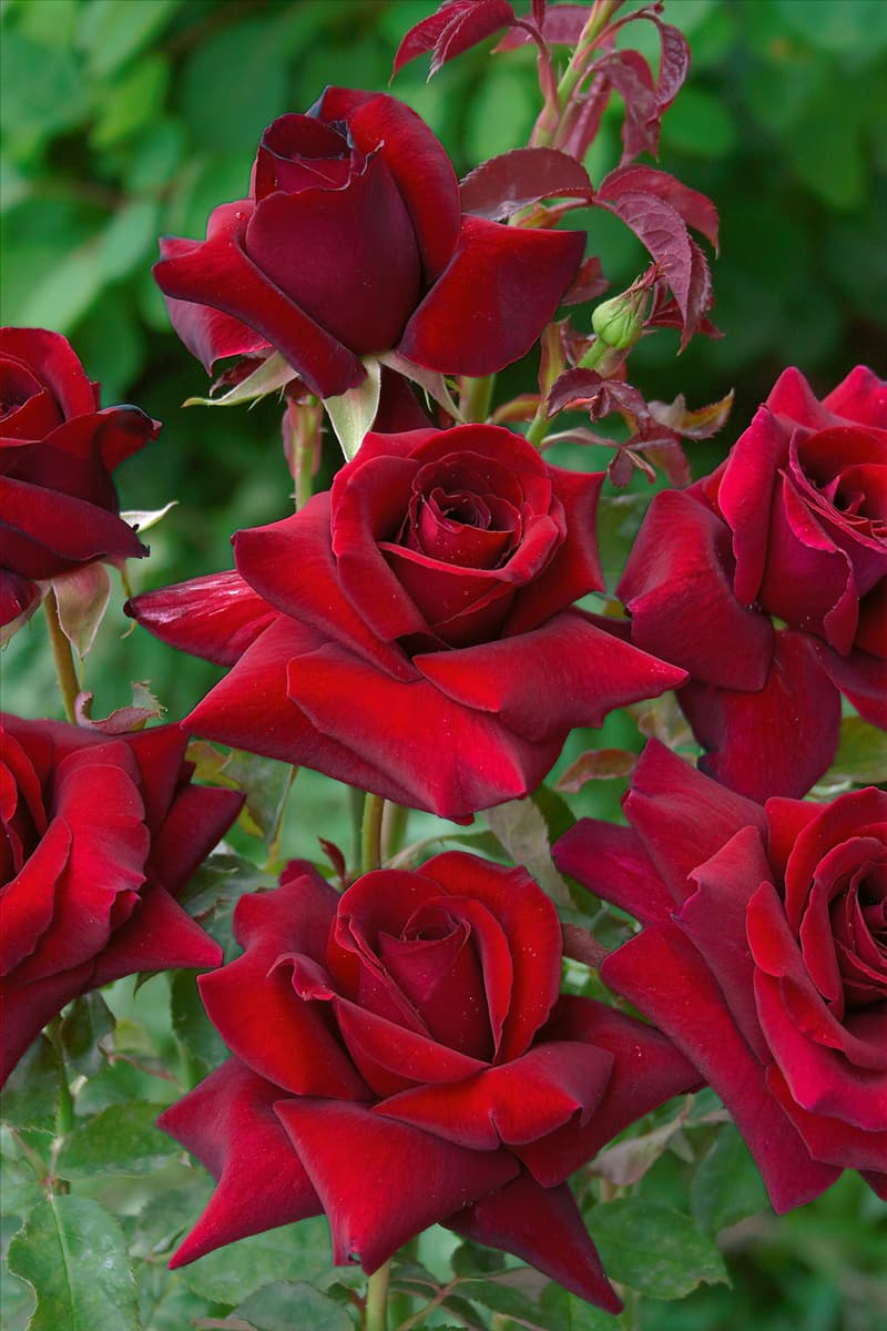 Rosa 'Duftzauber 84'® Edelrose 'Duftzauber 84'®