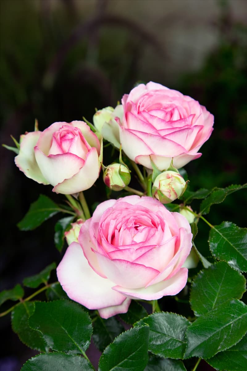 Rosa 'Eden Rose 85'® Strauchrose 'Eden Rose 85'®