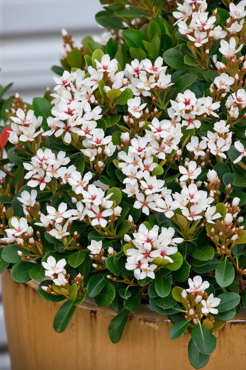 Rhaphiolepis indica Oriental Pearl
