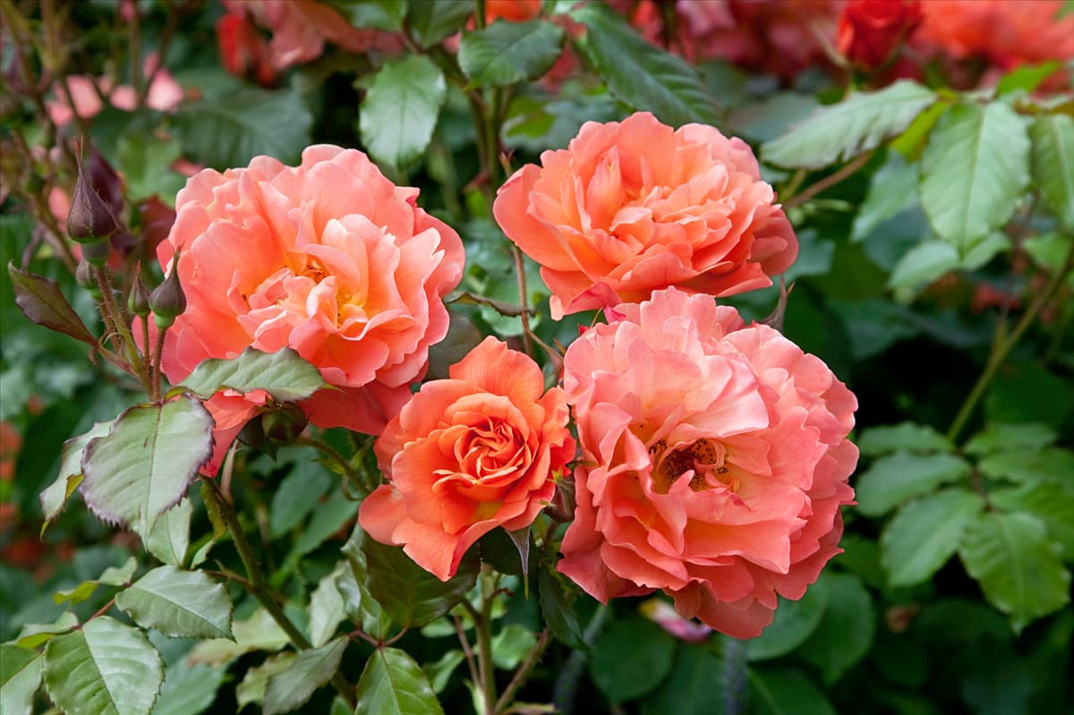 Rosa 'Westerland'® Strauchrose 'Westerland'®