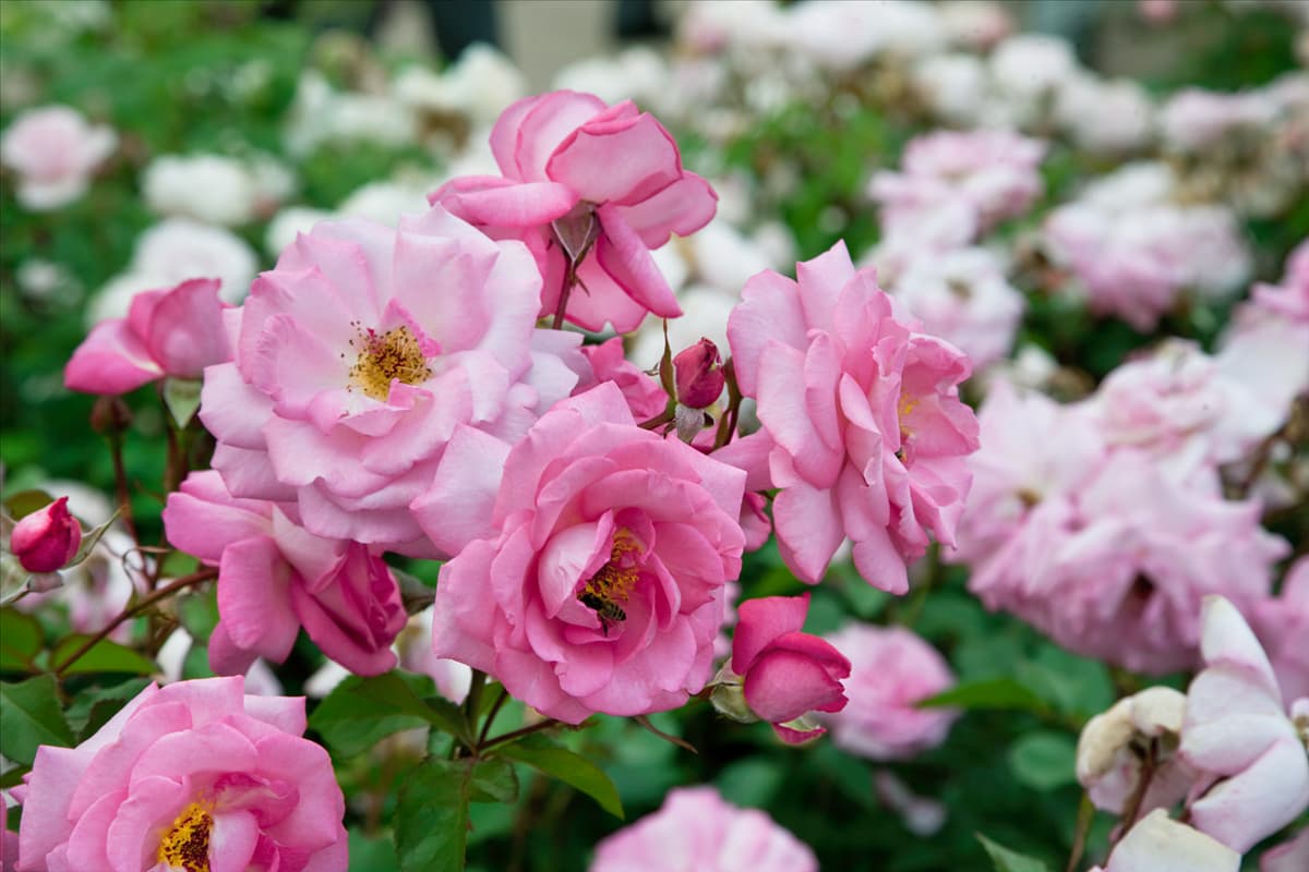 Rosa 'Eliza'® Edelrose 'Eliza'®
