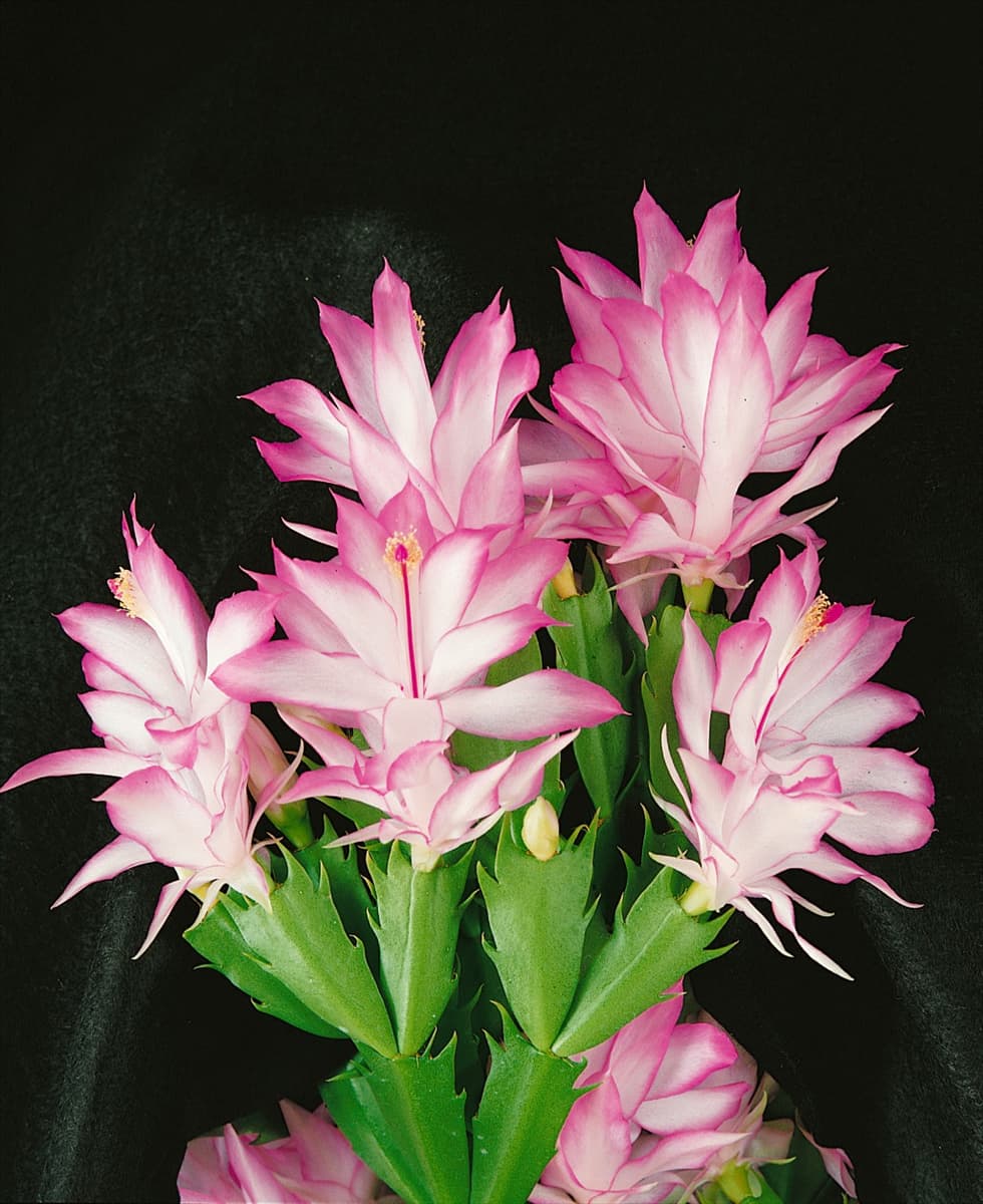 Schlumbergera / Zygocactus