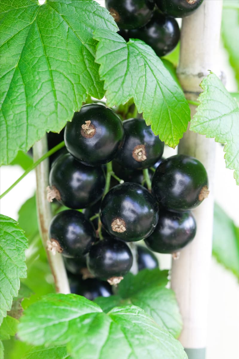 Ribes nigrum Bona