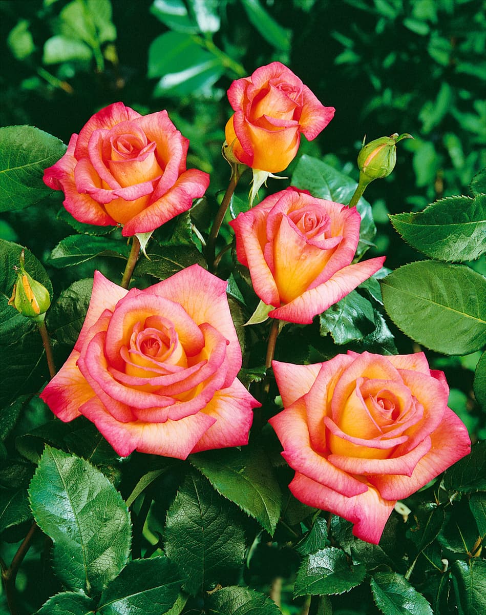 Rosa 'Fascination' Edelrose 'Fascination'