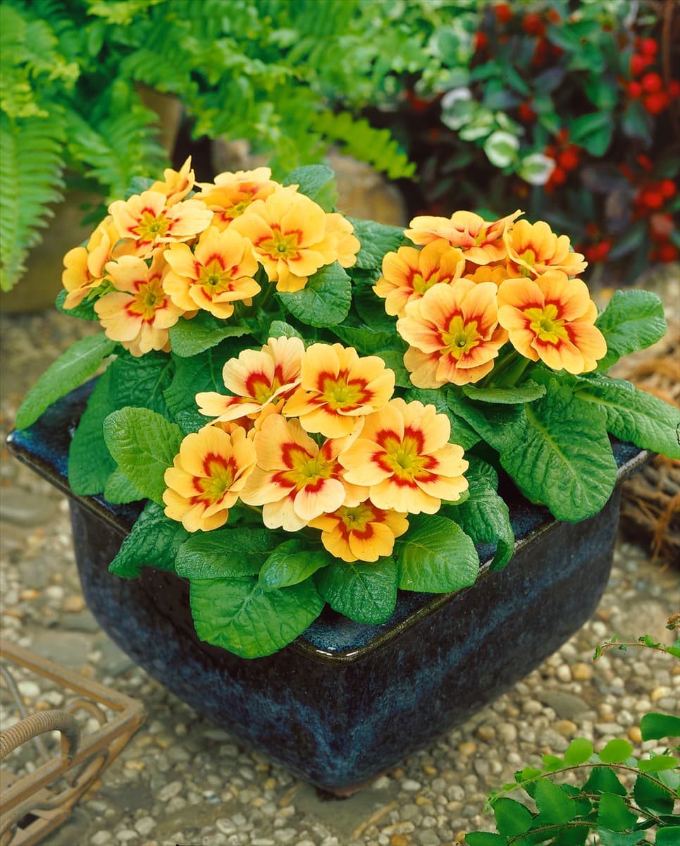 Primula vulgaris ssp. vulgaris terracotta