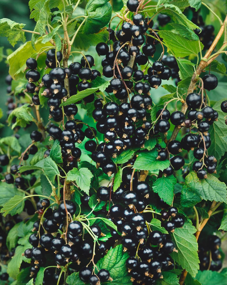 Ribes nigrum Wellington