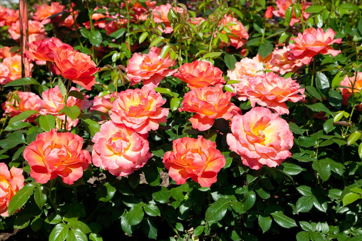 Rosa 'Fellowship'® Beetrose 'Fellowship'®