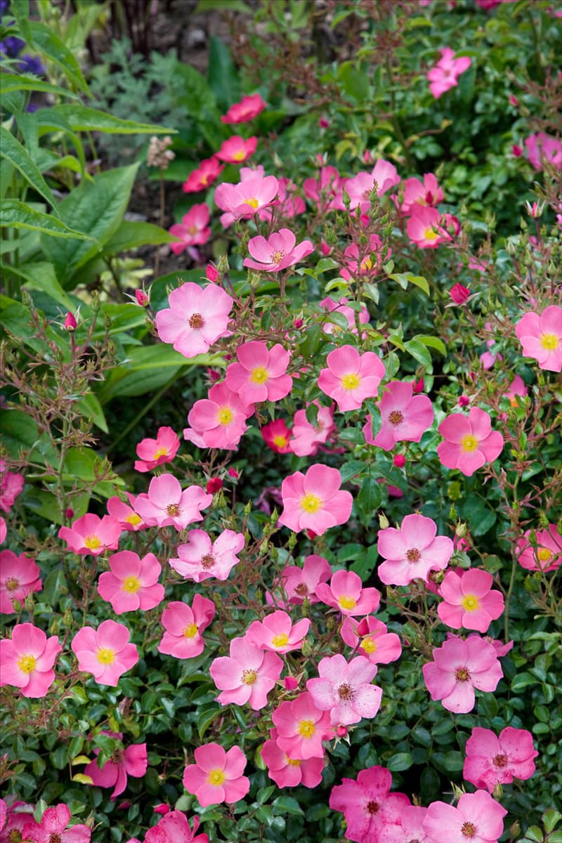 Rosa 'Fortuna'® Beetrose 'Fortuna'®