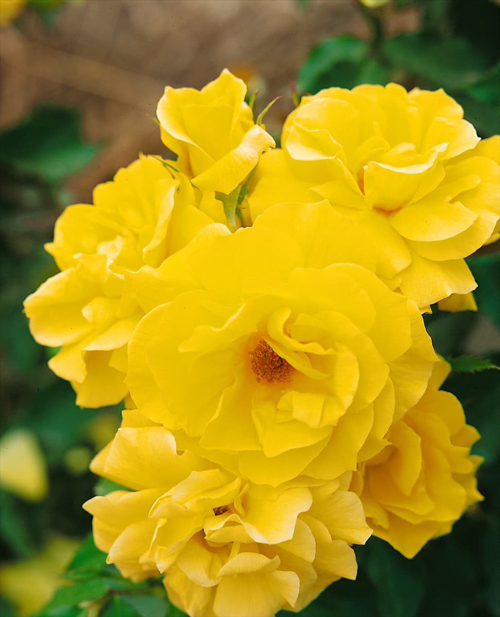 Rosa 'Friesia'® Beetrose 'Friesia'®
