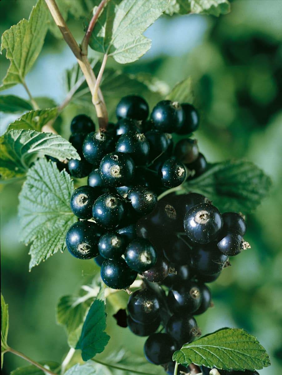 Ribes nigrum Titania