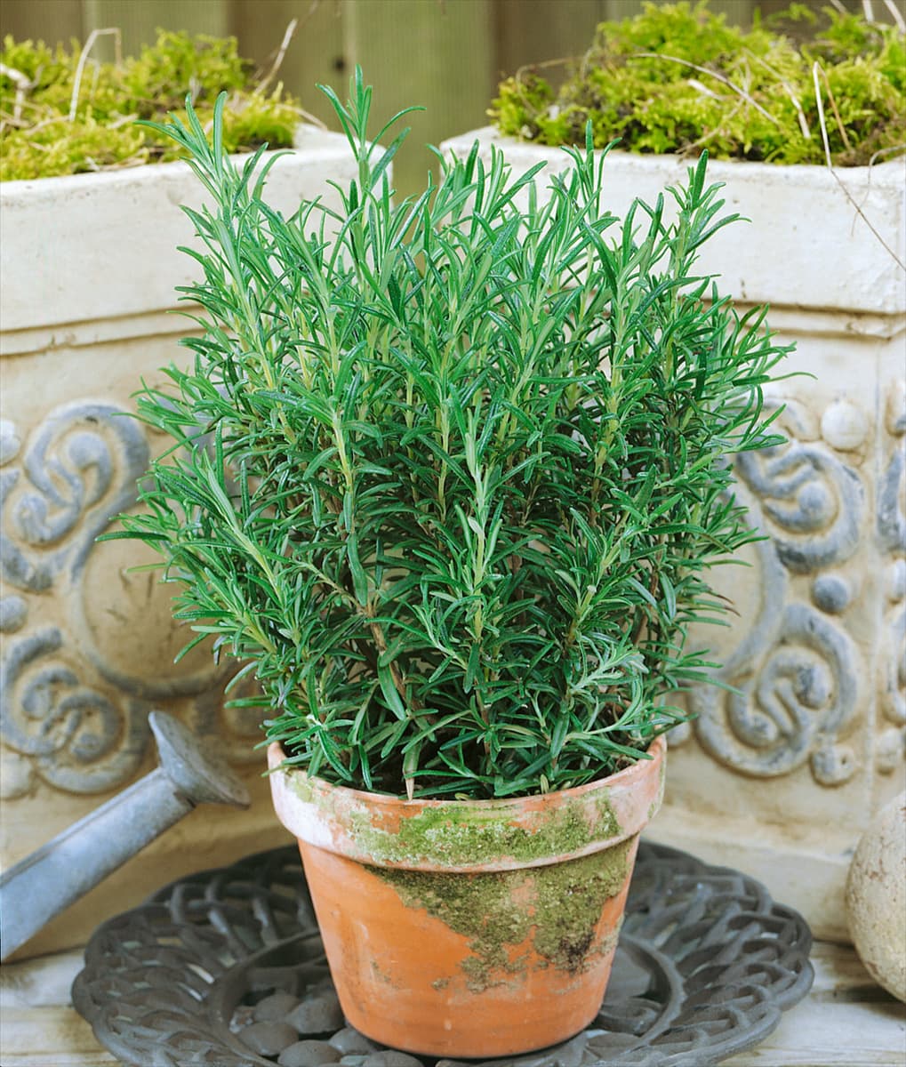 Rosmarinus officinalis