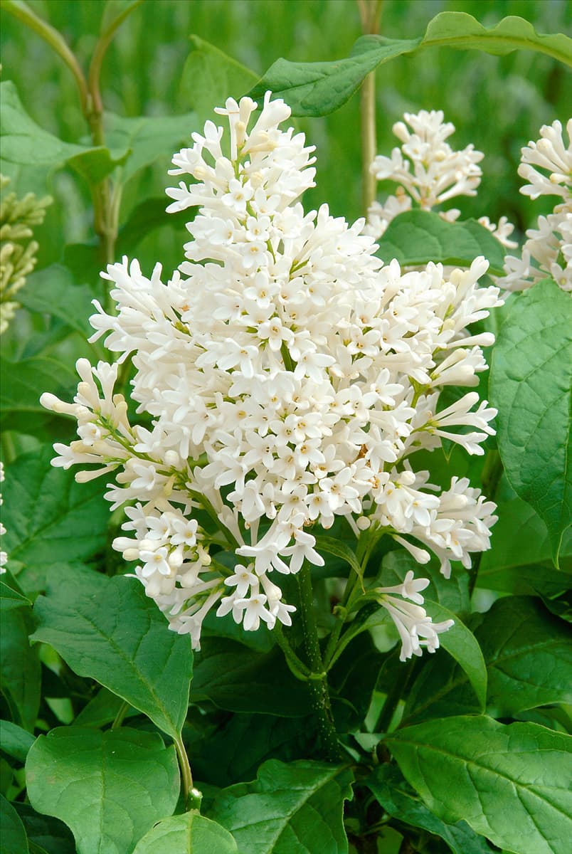 Syringa x josiflexa Agnes Smith