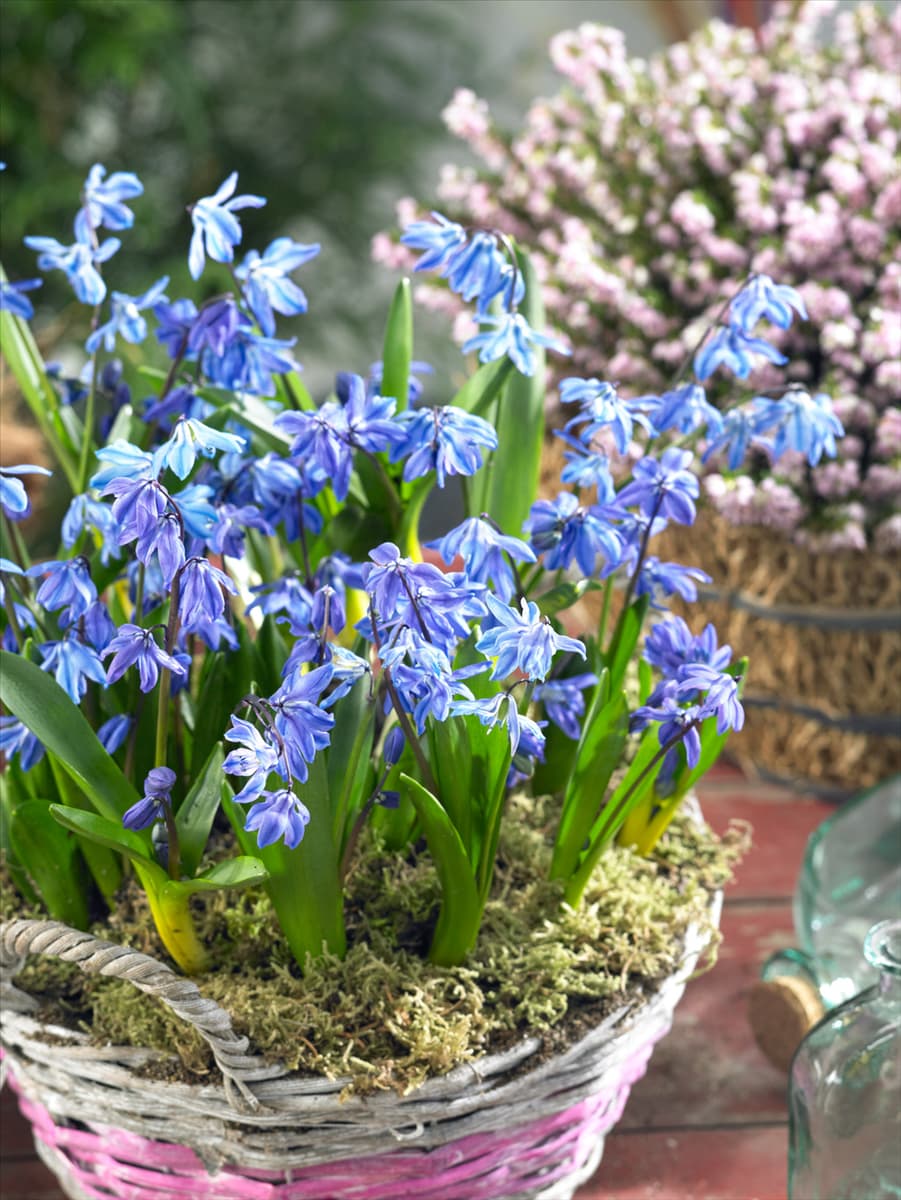 Scilla siberica Spring Beauty