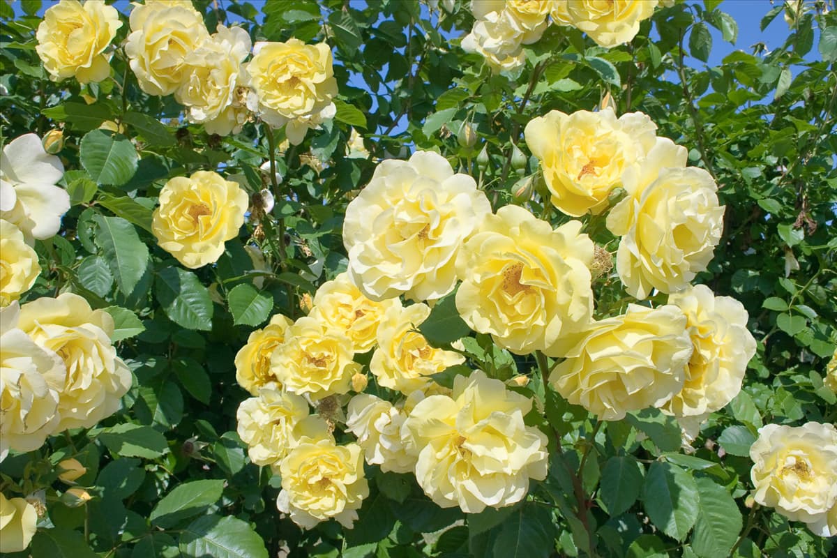 Strauchrose Golden Gate