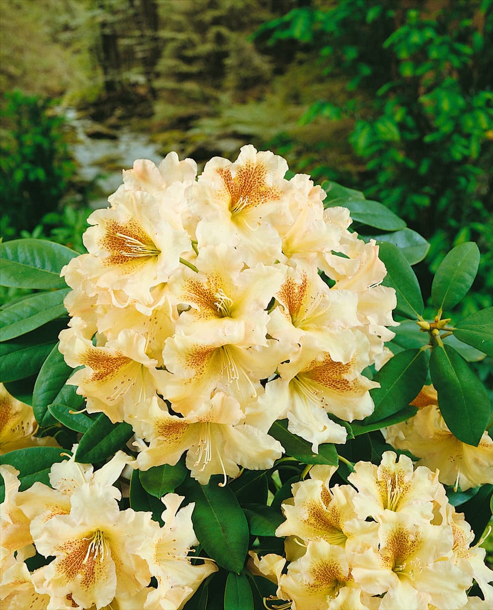 Rhododendron 'Bernstein' Rhododendron-Hybride 'Bernstein'