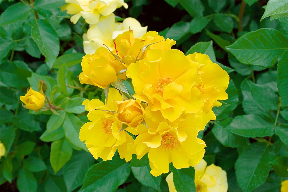 Rosa 'Golden Holstein'® Beetrose 'Golden Holstein'®