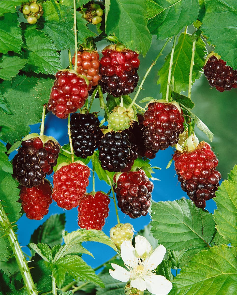Rubus idaeus Boysenberry