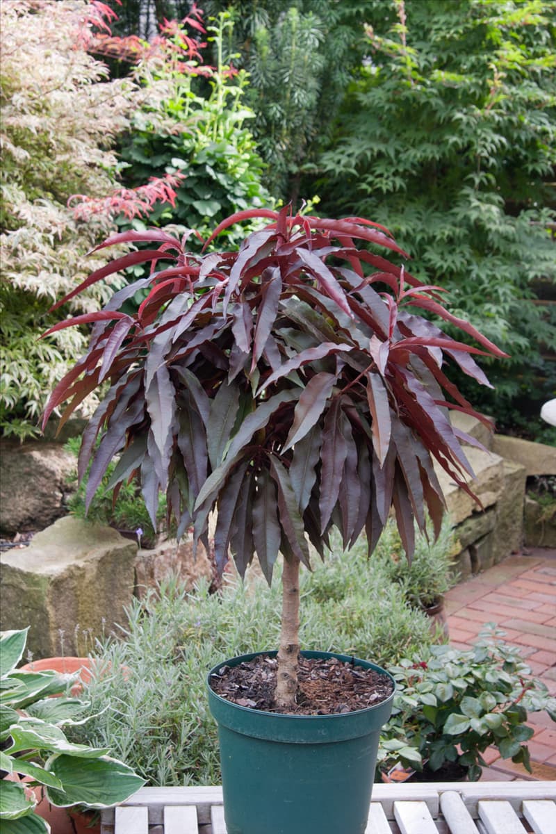 Prunus persica / Zwergpfirsich, rotlaubig