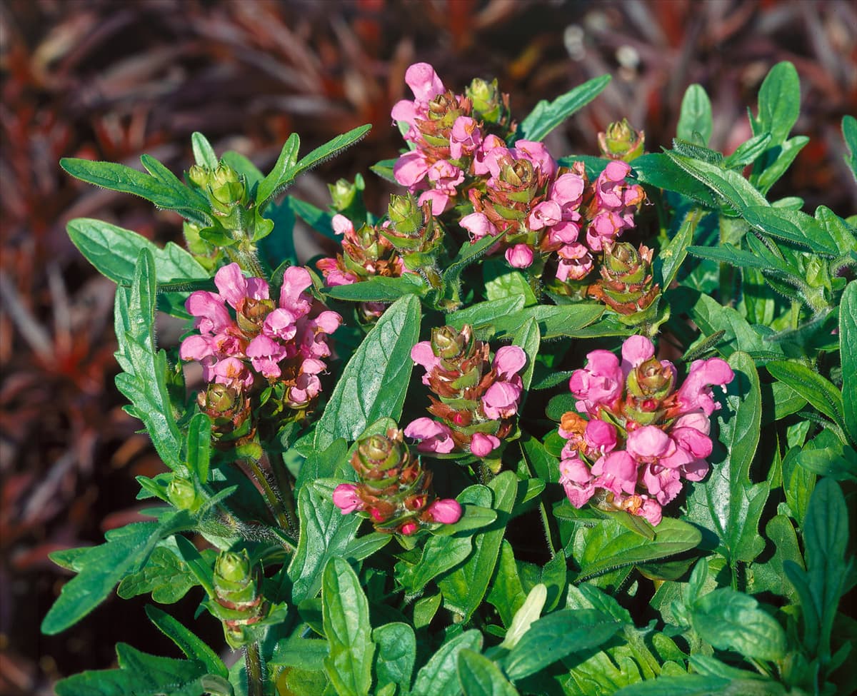 Prunella grandiflora Bella Deep Rose