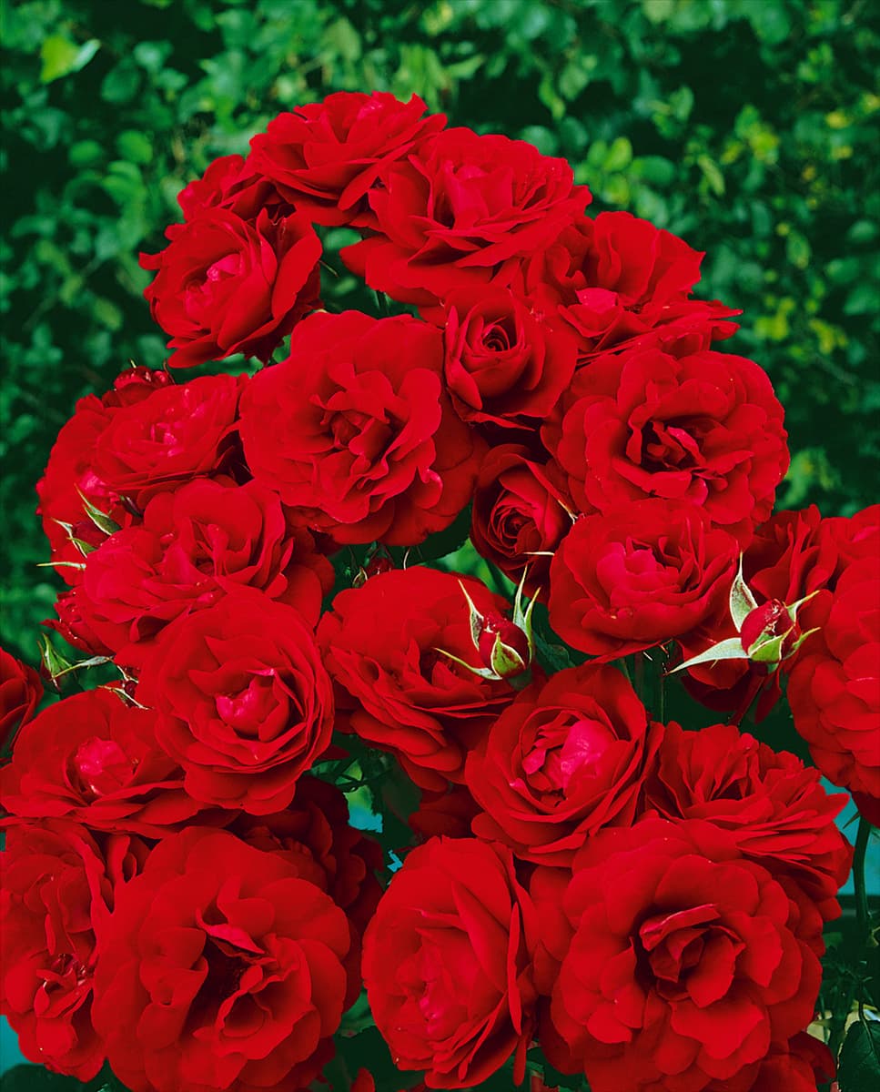 Rosa 'Grand Palace'® Beetrose 'Grand Palace'