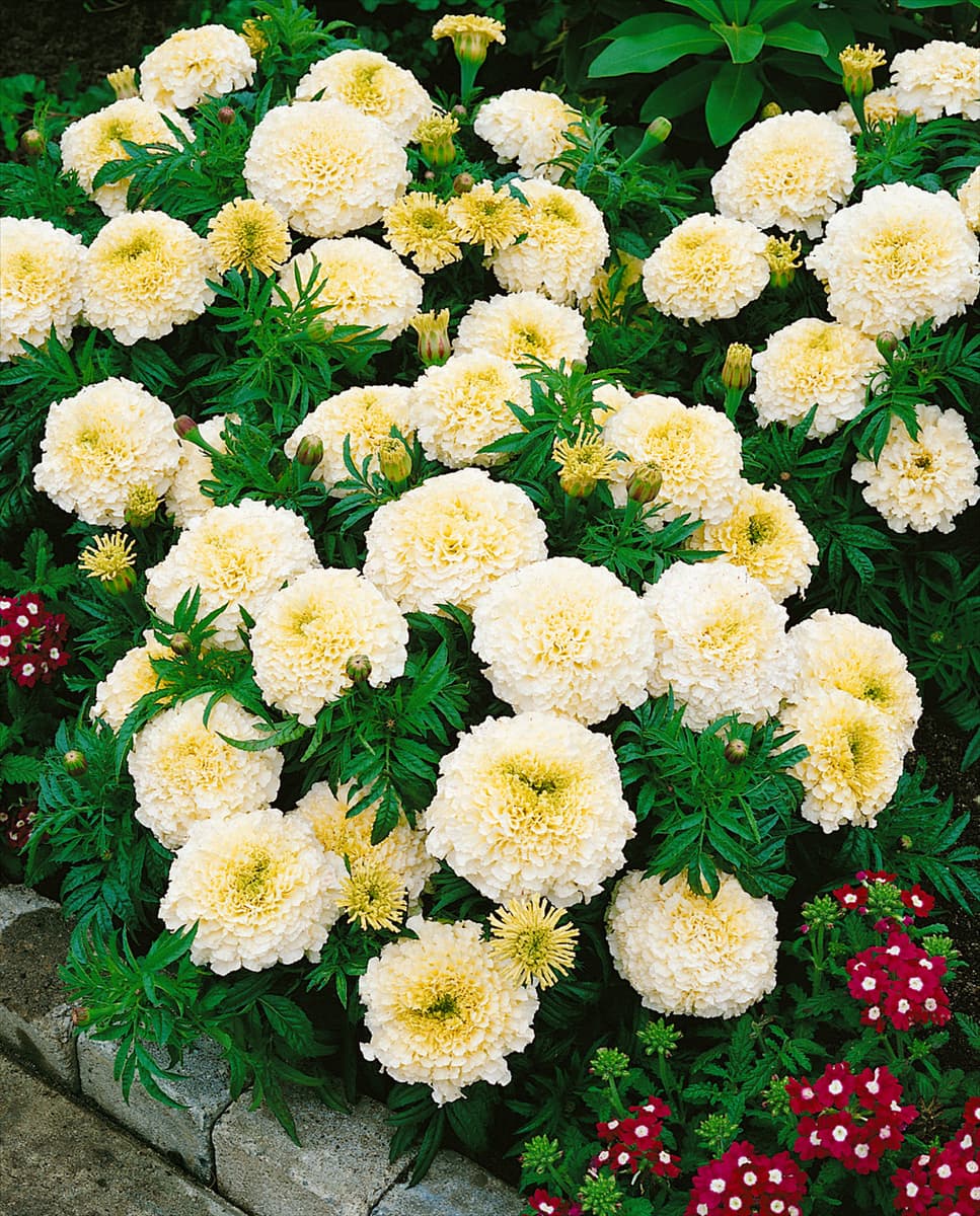 Tagetes erecta Vanilla