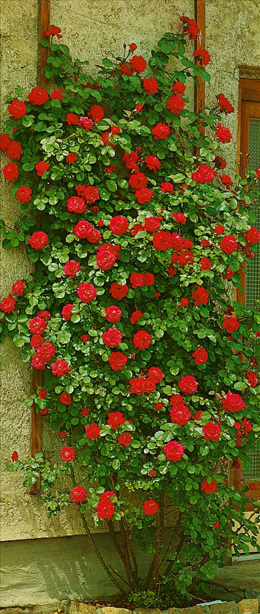 Schlingrose TYPE GRUSS AN HEIDELBERG