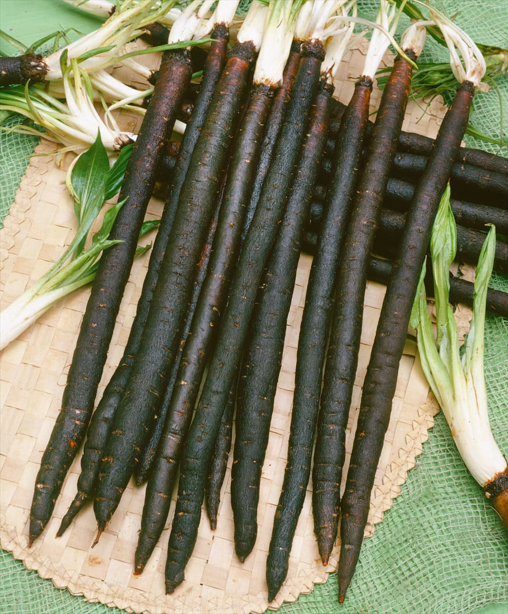 Scorzonera hispanica Geant de Russie