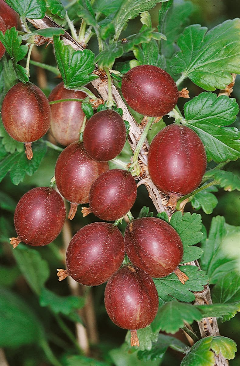 Ribes uva-crispa var. sativum Redeva (R)