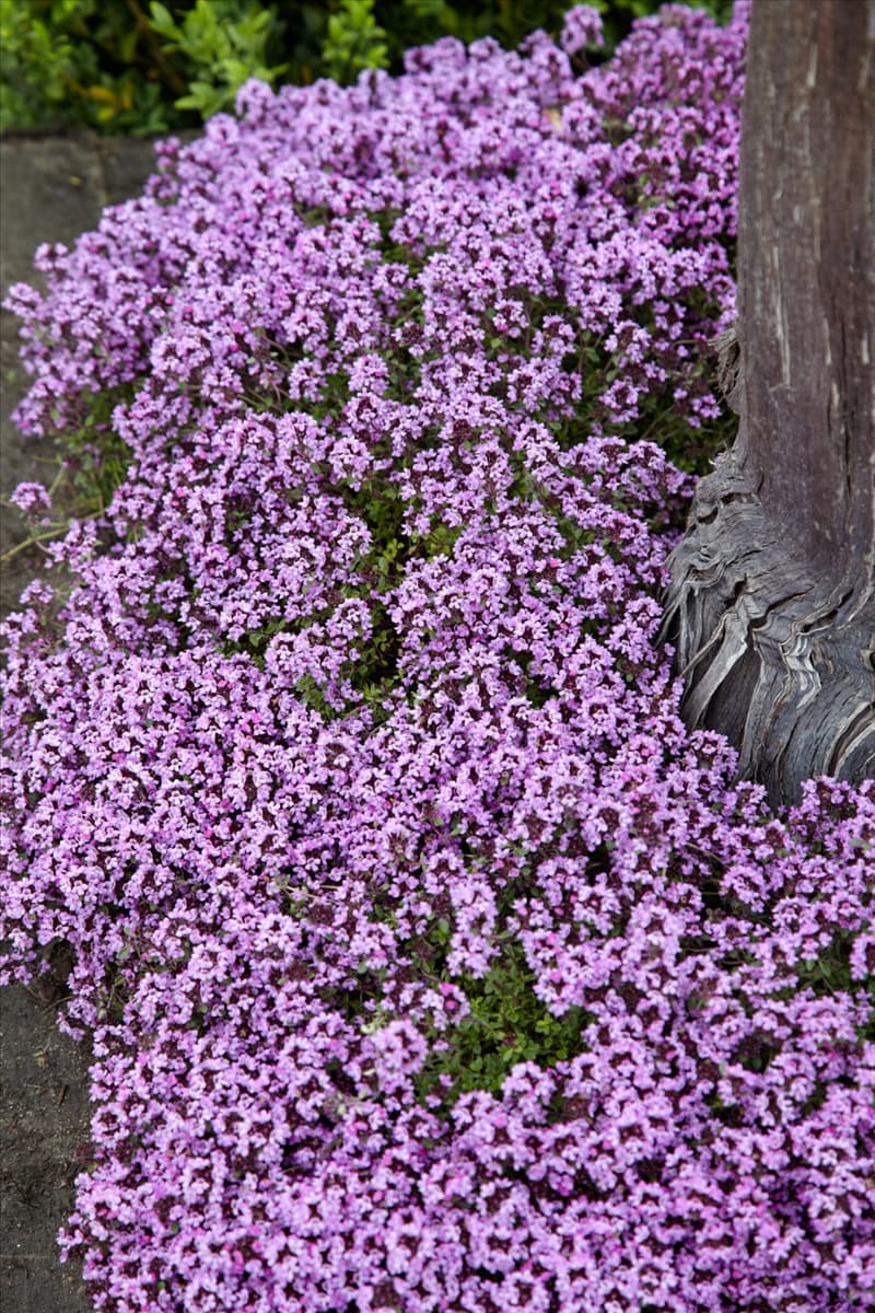Thymus serpyllum Minor