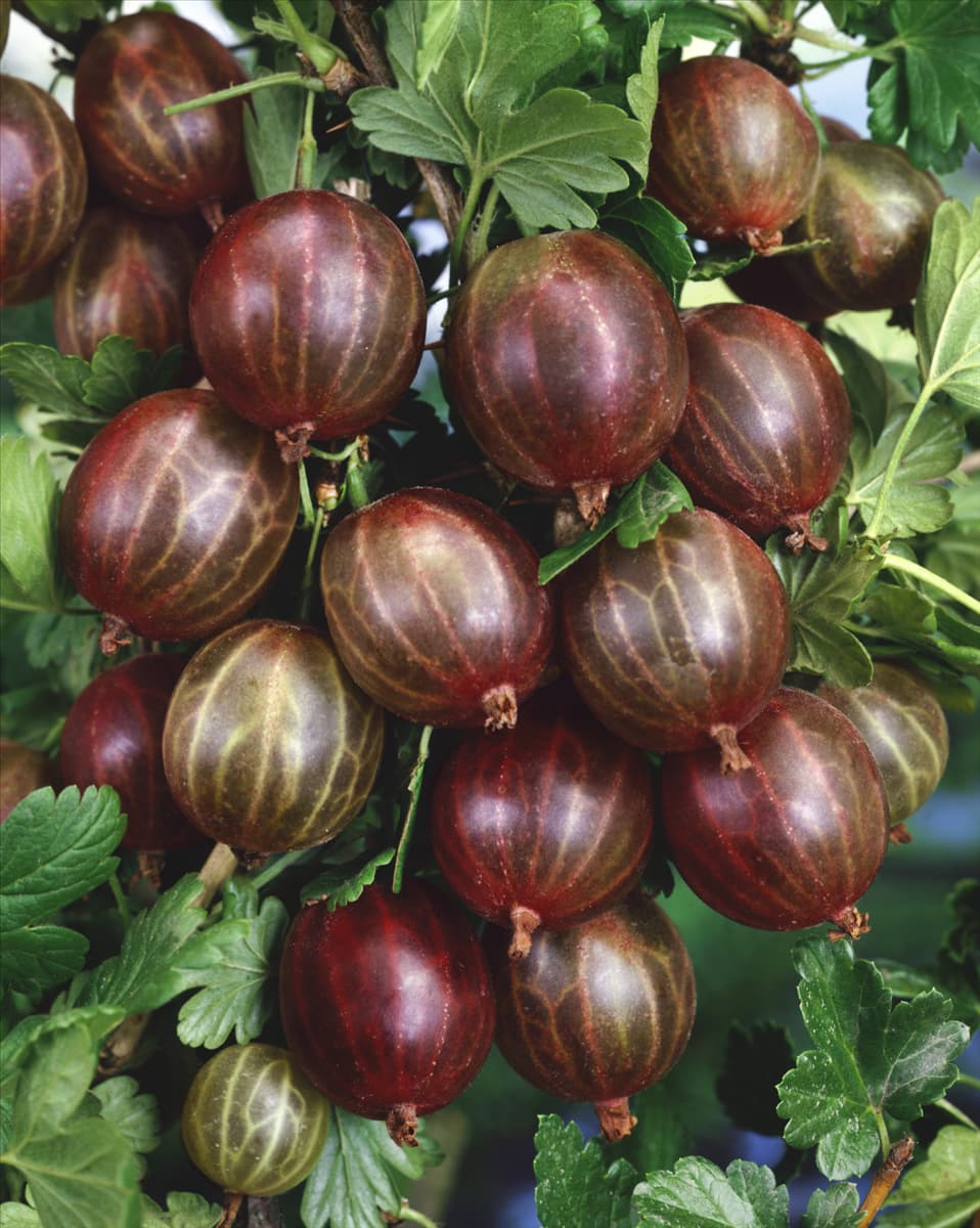 Ribes uva-crispa red