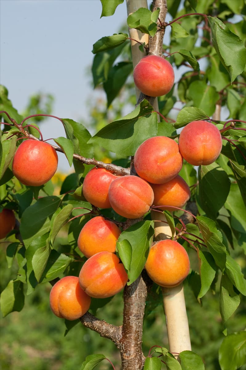 Prunus armeniaca Bergarouge ®