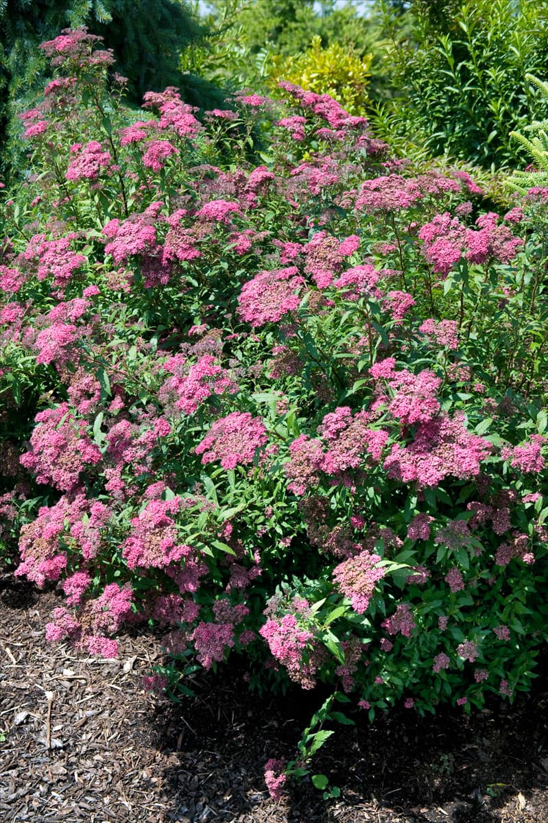 Spiraea x bumalda Dart's Red