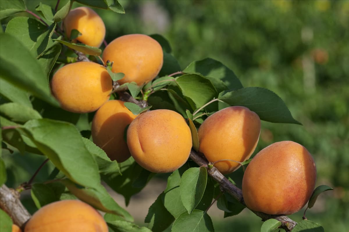 Prunus armeniaca Goldrich ®