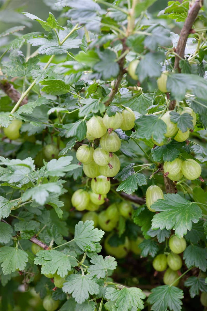 Ribes uva-crispa var. sativum