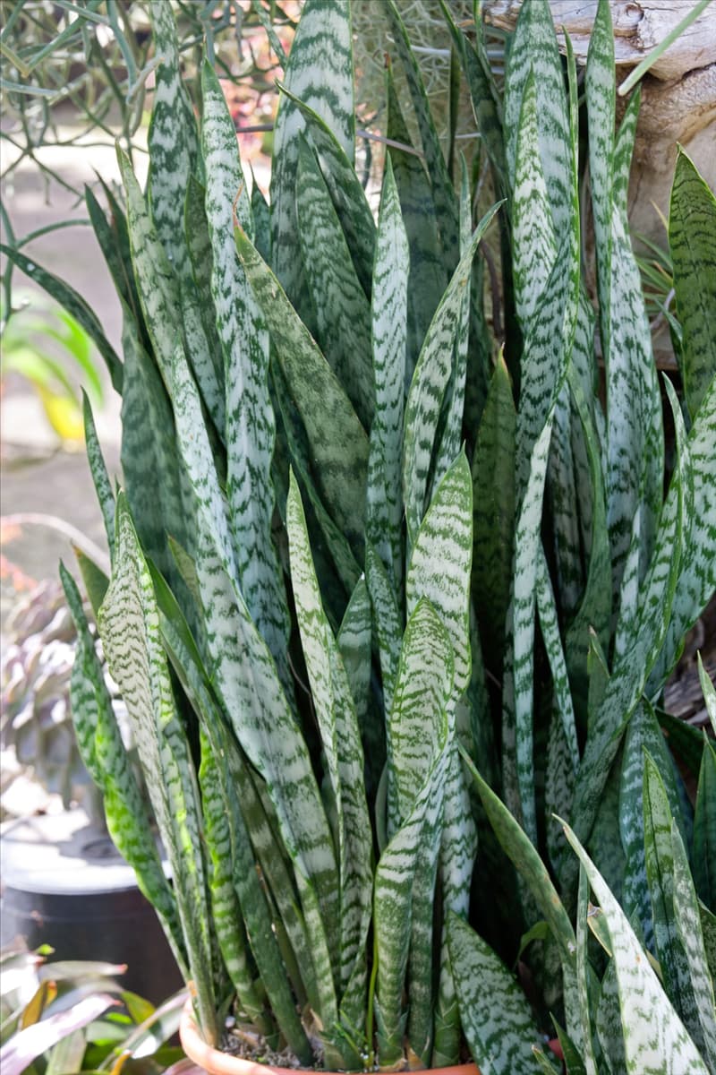 Sansevieria zeylanica