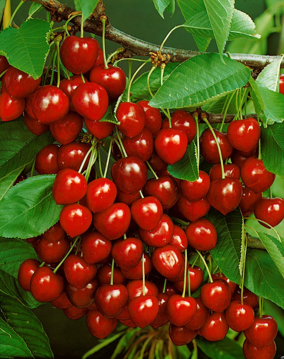 Kirsche / Prunus avium