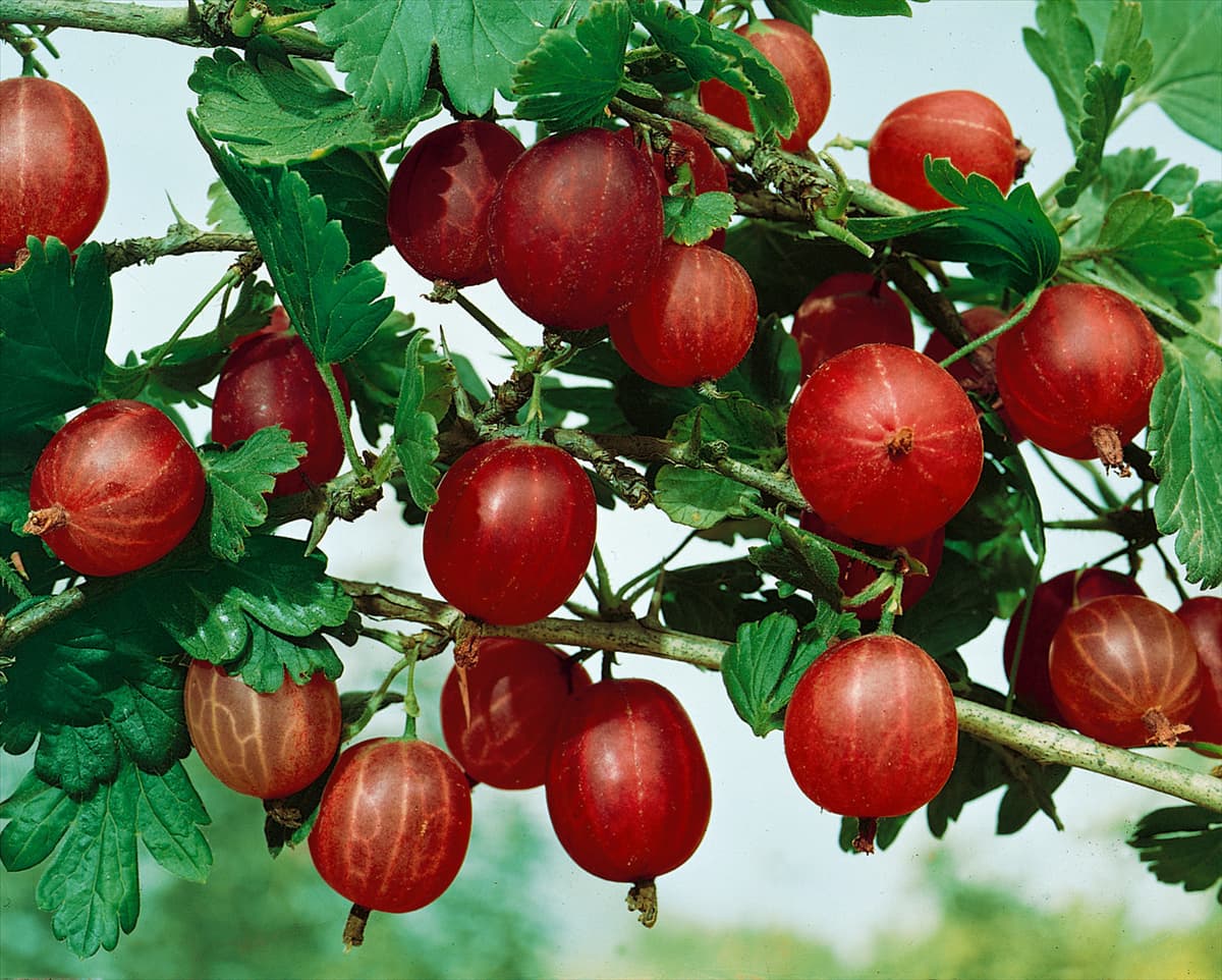 Ribes uva-crispa var. sativum Rote Triumph