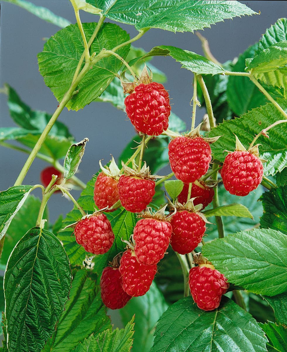 Rubus idaeus Willamette type