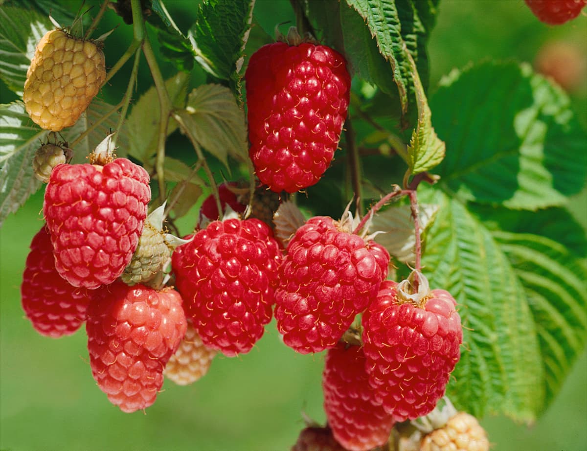 Rubus idaeus Himboqueen