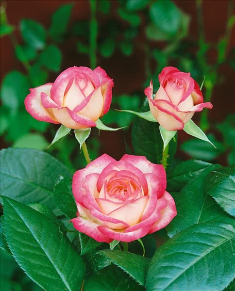 Rosa 'Laminuette'