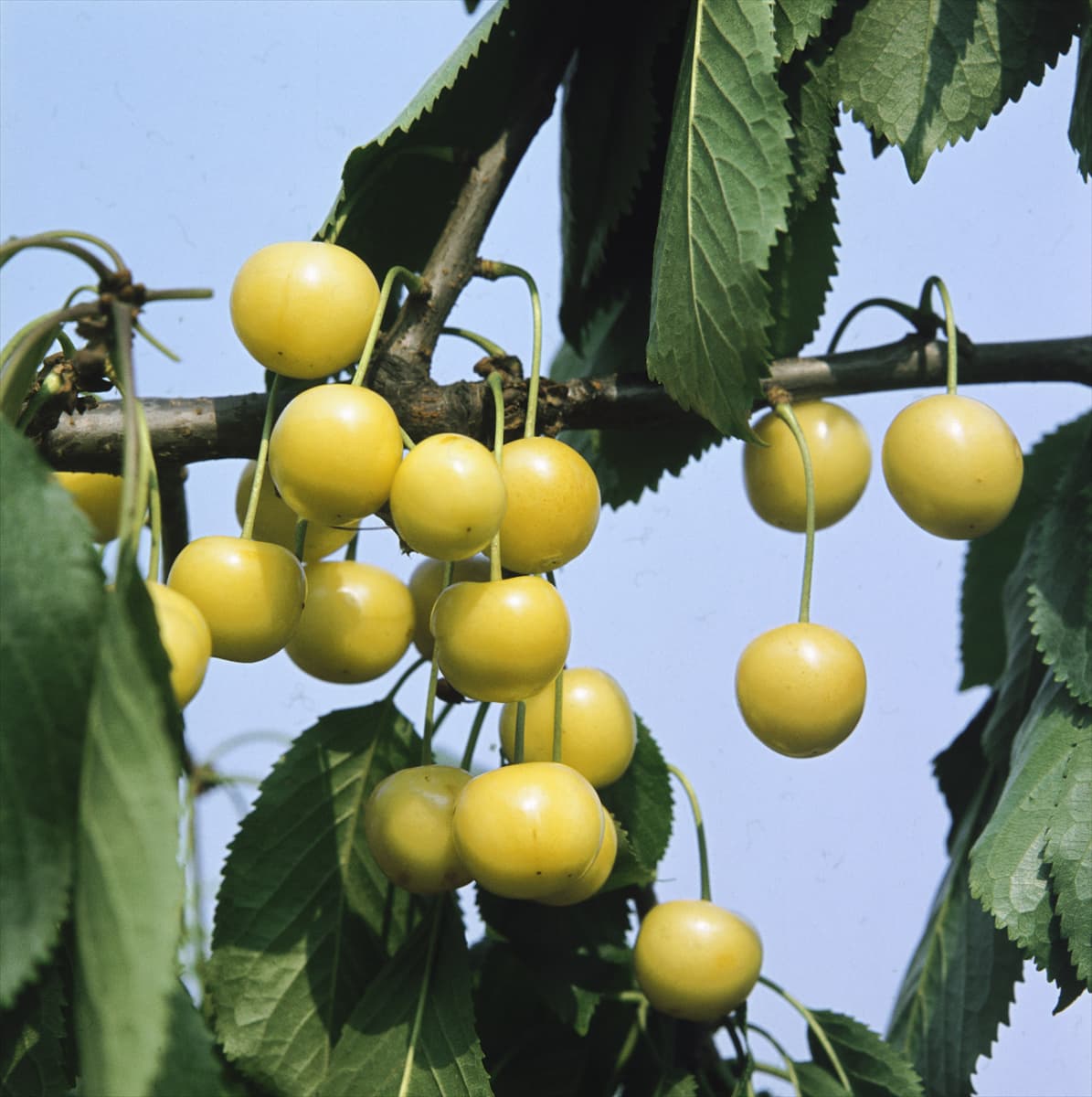 Prunus avium Dönissens Gelbe Knorpelkirsche